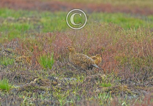   Red Grouse with Chick DM2074
